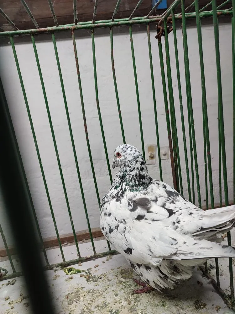 v_rij_24 (27).webp